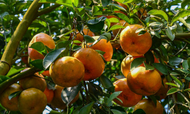 istock Fresh mandarin fruits on the trees 1613667589