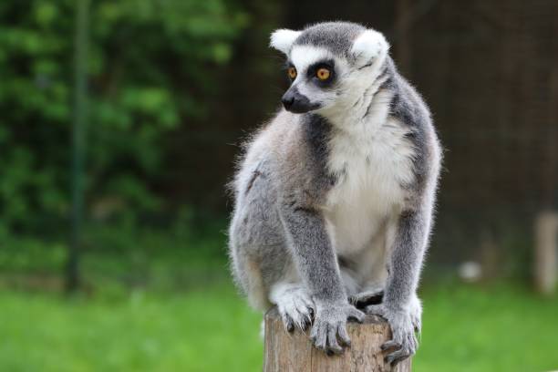 A lively lemur perched atop a wooden tree stump looking aside