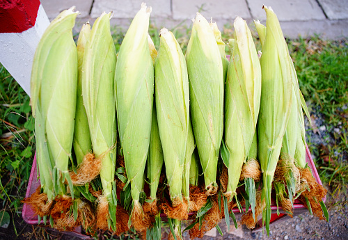 Group of fresh corn for sell at the rural market in Mekong Delta, southern Vietnam.