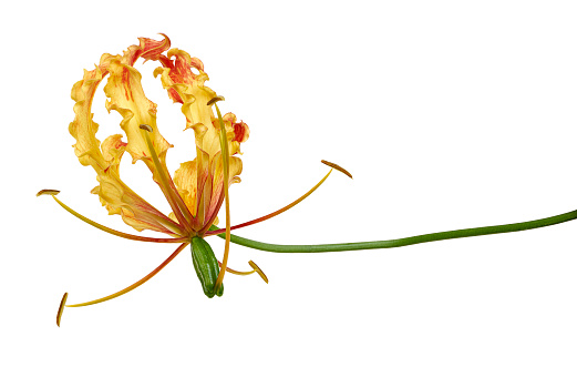 Flame lily, Fire lily, Gloriosa superba flower isolated on white background, with clipping path