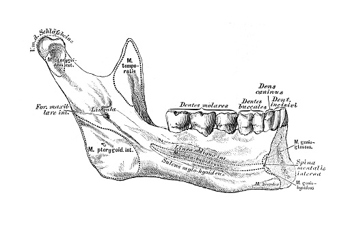 Lower jaw, maxilla inferior, from the inside