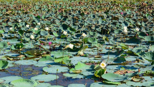istock Lake scenery with lotus waterlily plants 1613686515