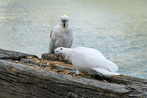 Two sulphur crested cockatoos sitting on a large piece of timber on Finger Wharf in Woolloomooloo Bay, in the eastern suburbs of Sydney.  One has a mouth full of wood, having been chewing into the timber, while the other has puffed up her feathers in the cold weather and is watching. The bird on the left has a yellow tag with the number 052.  This image was taken on an afternoon on 12 August 2023.