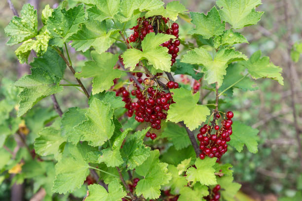 istock Ripe red currant berries on the branches in overcast day 1613688642