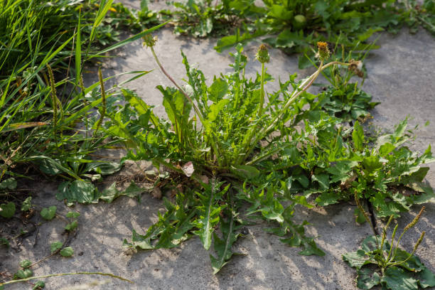 istock Dandelion and plantain growing in cracks of concrete patch backlit 1613689742