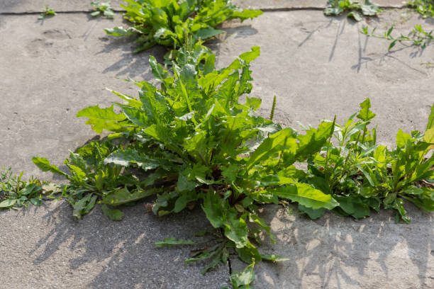 istock Dandelion bushes growing in cracks of the concrete patch backlit 1613689751