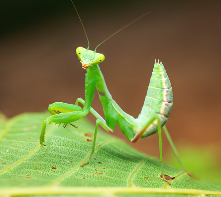 Praying Mantis Rainforest or European Mantis on a green leaf nature background.