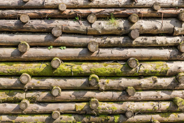 Part of the protect retaining structure in the form of the wooden logs crib wall partly overgrown with moss in sunny day, background