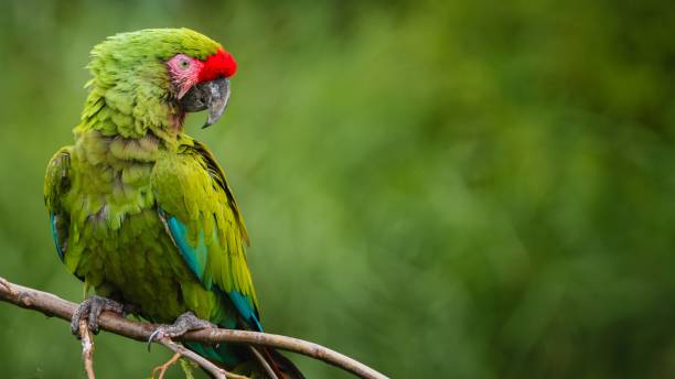 istock Vibrant green parrot perched atop a tree branch. 1613695810