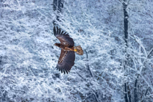 istock Flying golden white tailed eagle with open wings attack landing swoop 1613696382
