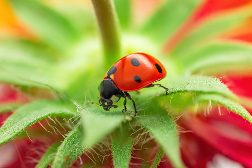 Red ladybug on the petals on a blooming flower. Ladybird insect.