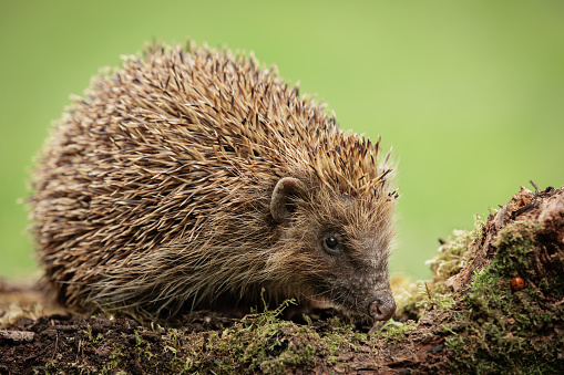 Hedgehog.  Scientific name, Erinaceus europaeus.  Close up of a native, wild, European hedgehog foraging for insects on a fallen log.  Facing right   Horizontal.  Space for copy