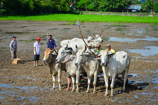Hoi An, Vietnam - January 15, 2015: A farmer uses a buffalo to plough a field in the countryside near Hoi An. 