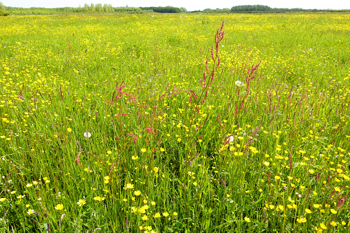 Flowering Dutch meadow with red sorrel (Rumex) and yellow buttercups.