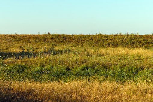 Landscape, yellow - green grass in field growing in stripes along horizon line in sunlight, summer background