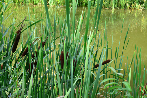 group of reeds with green grass isolated on the lake close up