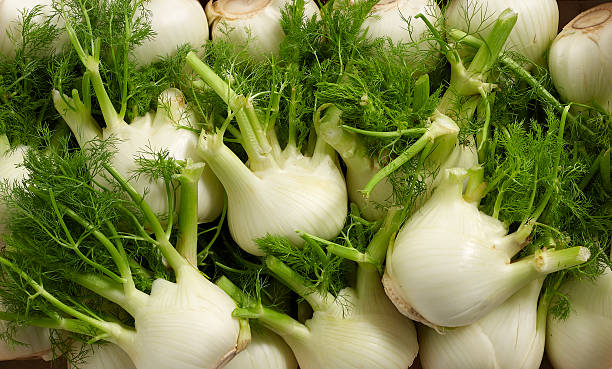 fennels - fennel photos et images de collection