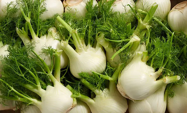 Fennel bulbs directly from above