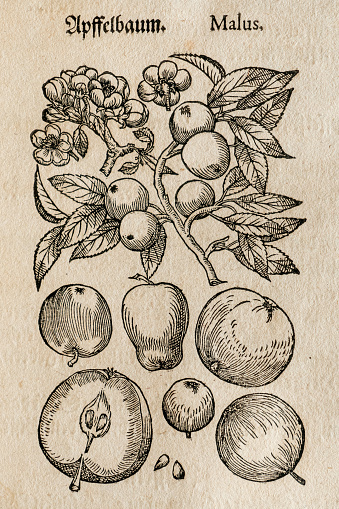 Manzano y fruta antigua ilustración botánica photo