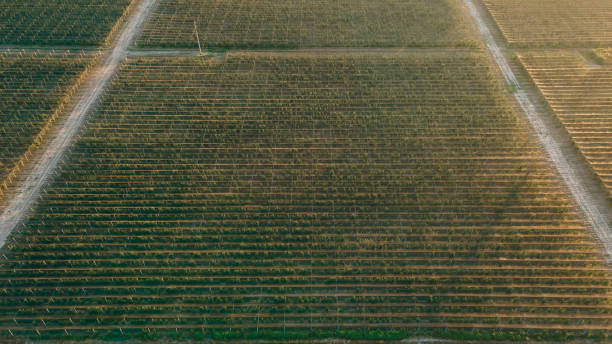istock Large plots with fruit trees separated by roads 1613747963