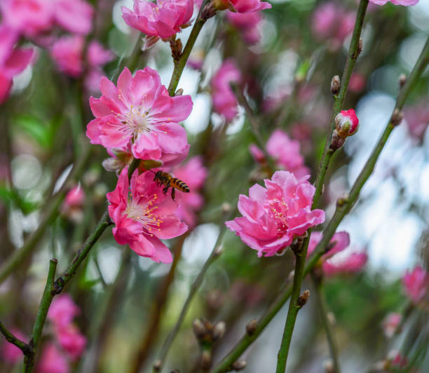 istock Peach flowers at sunny day 1613749836