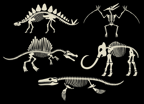 Vector Set Collection of Dinosaur Fossils Archaeology Black and White