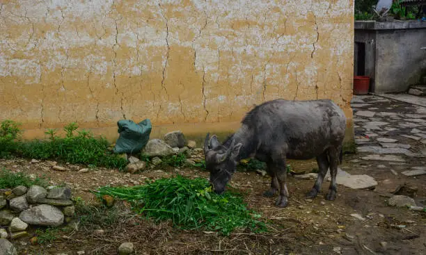Water-buffalo at rural house in Sapa, Northern Vietnam.