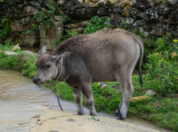 Water-buffalo relaxing at countryside village in Sapa, Northern Vietnam.