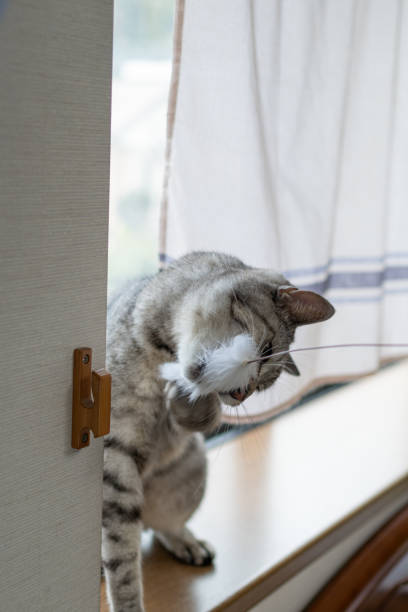 istock cat playing with cat toy 1613769777