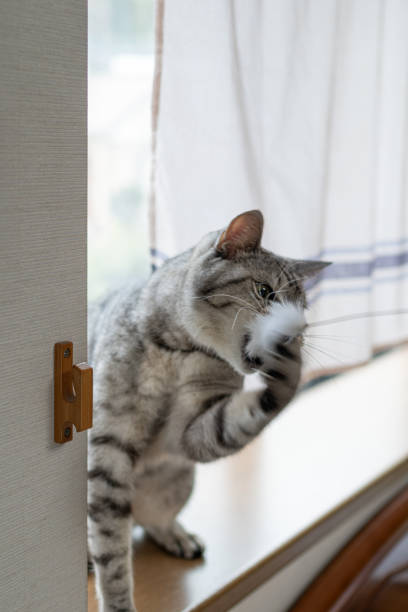 istock cat playing with cat toy 1613769786