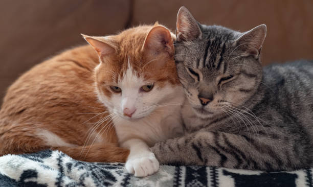 2 つの猫 cuddling