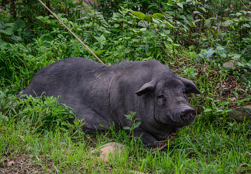 A black pig at garden in Sapa Town, North of Vietnam.