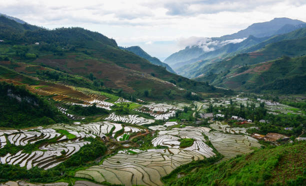 istock Terraced rice field in Northern Vietnam 1613786409
