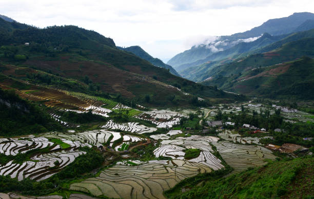istock Terraced rice field in Northern Vietnam 1613788032