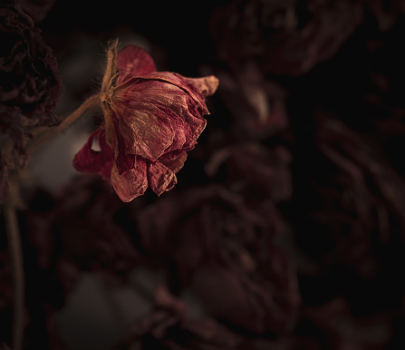 Red dried flower on black background soft focus, abstract capture