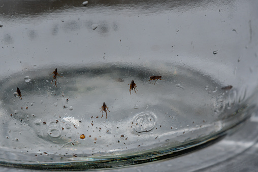 Fleas in a glass trap