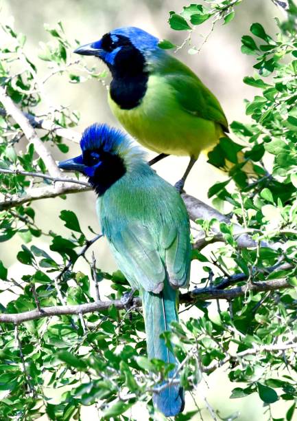 istock Green Jay birds perched on a sun-drenched tree branch, creating a cheerful and lively scene 1613796740