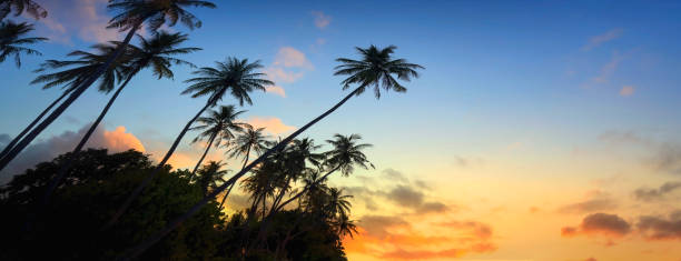 istock Banner Summer with colorful theme as palm trees background as texture frame background 1613801757