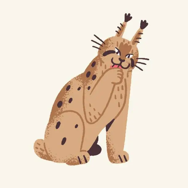 Vector illustration of Cute woodland animal, furry lynx. Forest predator, big wild cat and dangerous beast wash paws. Happy pup with tassels on ears in childish style. Flat isolated vector illustration on white background