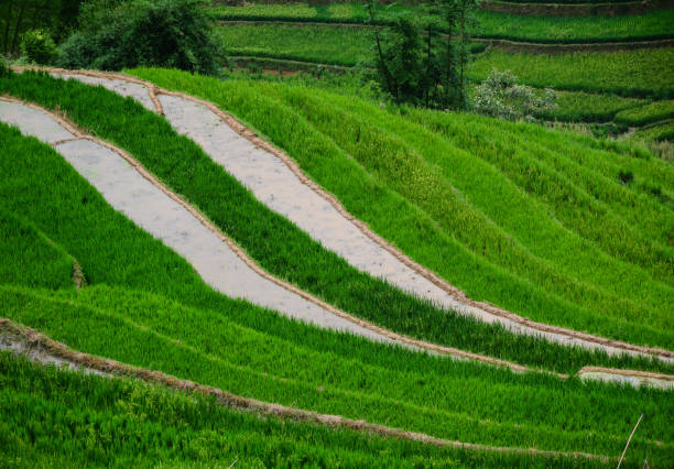 Terraced rice field at summer day in Sapa Township, Lao Cai Province, Vietnam.