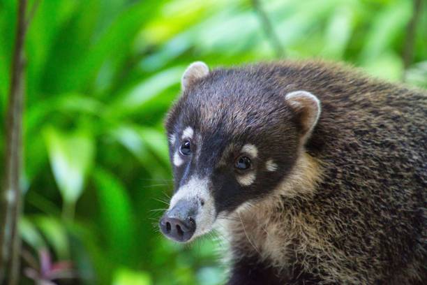 istock Adorable Coati (Nasua narica) in a grassy and bushy environment 1613808236