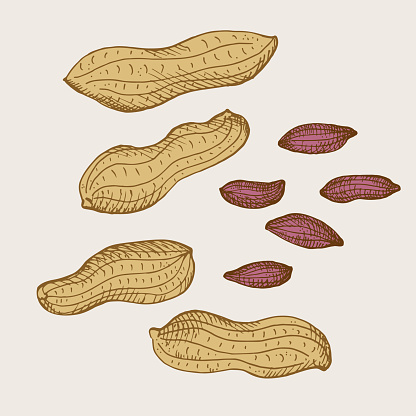 Groungnuts Drawing Peanut Nuts Drawing On Isolated Background Hand Drawn Engraved Nut ...