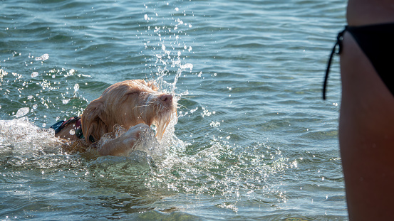 A Portuguese Podengo dog happily swimming in the sea runs excitedly to its owner on the shore