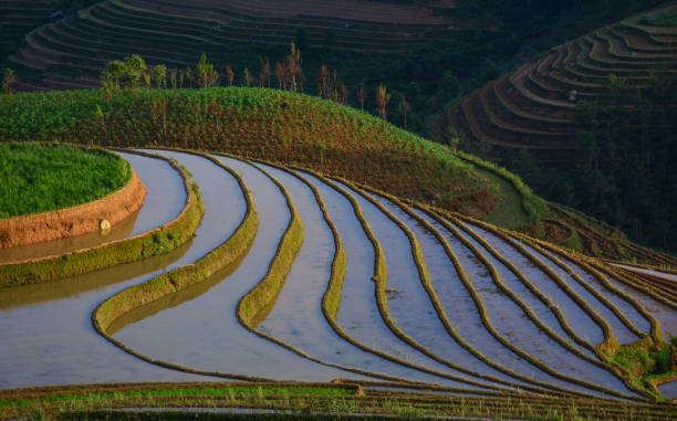 istock Rice field in Northern Vietnam 1613820807