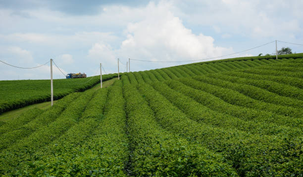 istock Tea plantation in Moc Chau, Vietnam 1613824059