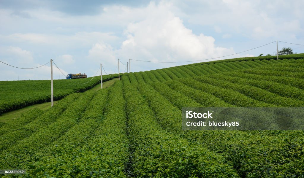 Tea plantation in Moc Chau, Vietnam Tea plantation in Moc Chau, Vietnam. Vietnam is one of the largest and oldest tea-producing countries in the world. Agricultural Field Stock Photo