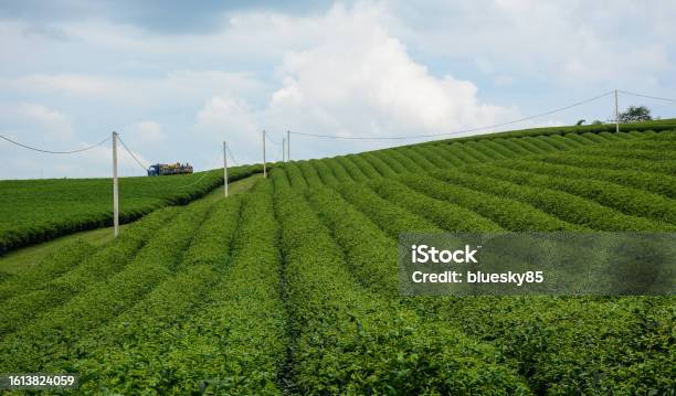 Tea Plantation In Moc Chau Vietnam Stock Photo - Download Image Now - Agricultural Field, Agriculture, Asia