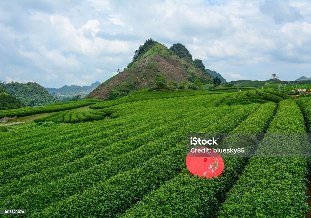 Tea plantation in Moc Chau, Vietnam A red umbrella on tea field at summer day in Northern Vietnam. Agricultural Field Stock Photo
