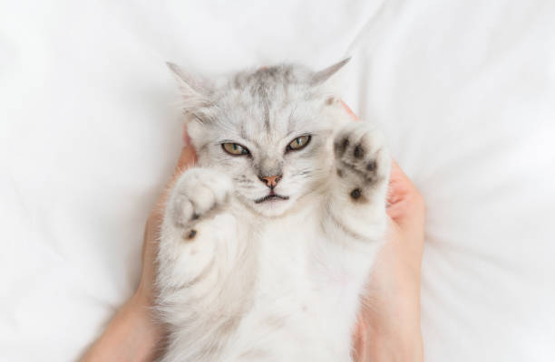 istock Small Scottish fold kitten lying down on white bed of relaxing with woman hand touch. 1613824598