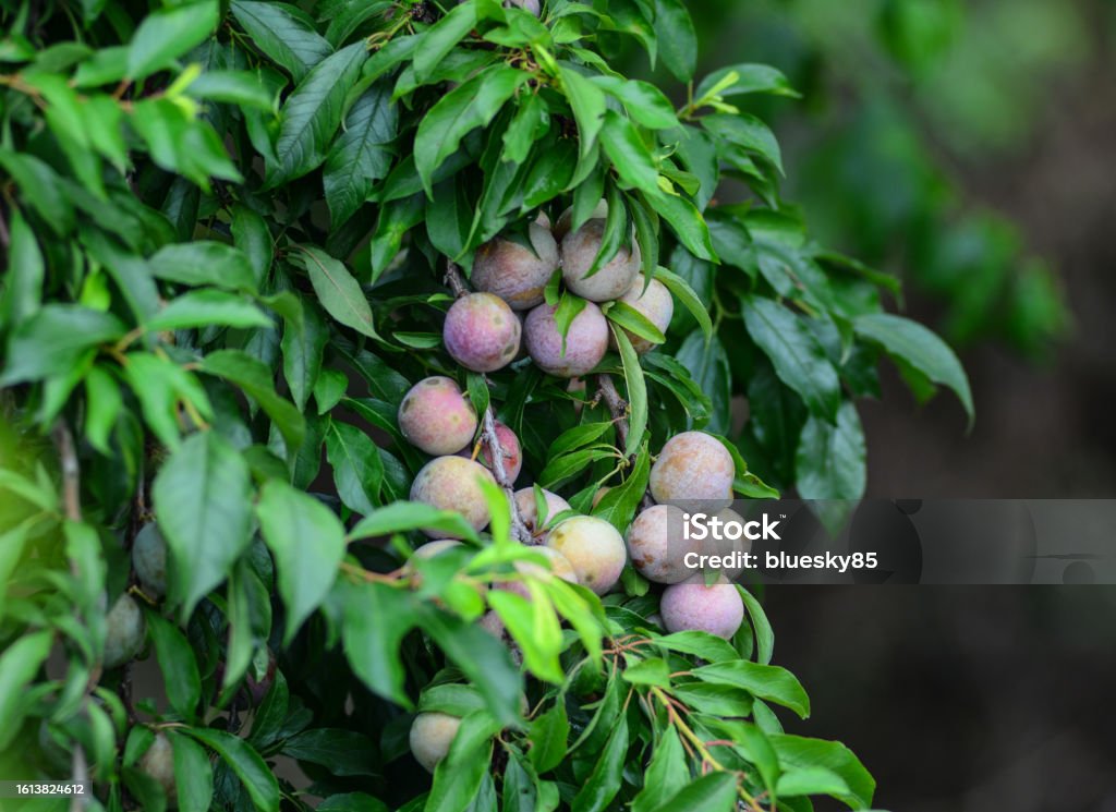Fresh plum fruits Fresh plum fruits on the tree at plantation in Northern Vietnam. Agriculture Stock Photo